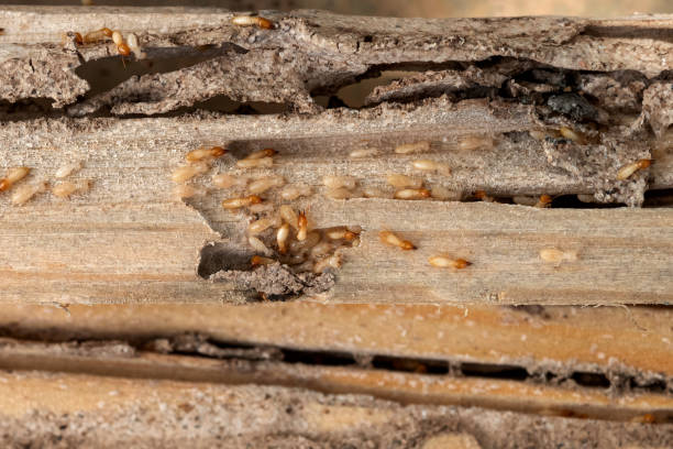 Beaver Creek, TX Pest Control Company